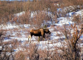 Side view of horse on snow covered field