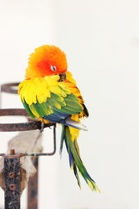 Close-up of parrot perching on yellow flower