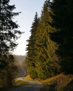 Trees by road in forest against sky