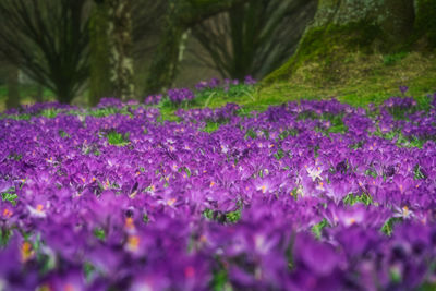 Close-up of purple crocus flowers blooming outdoors