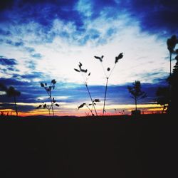Silhouette plants against sky during sunset