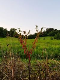 Scenic view of agricultural field against clear sky