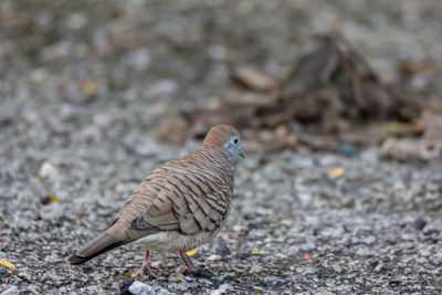 Close-up of bird perching on a land