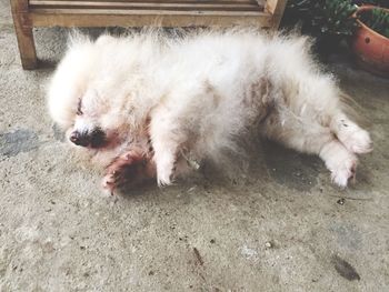 Close-up of dog sleeping