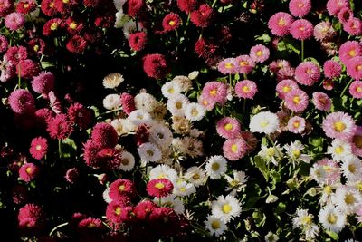 Full frame shot of flowers