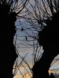 Low angle view of silhouette tree against sky