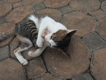 High angle view of cat resting on footpath