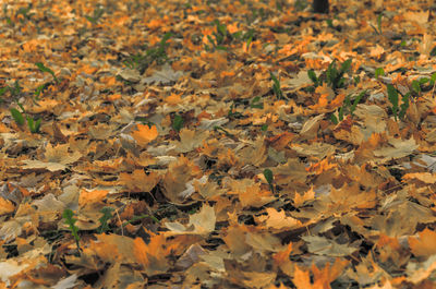 Full frame shot of leaves