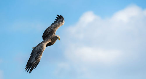 Low angle view of eagle flying in sky