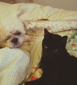 domestic animals
