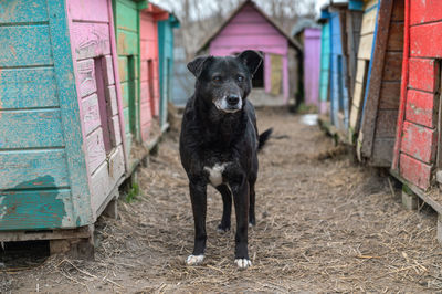 Dog standing on street