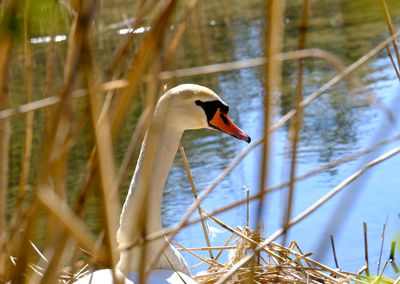Side view of a bird against blurred water