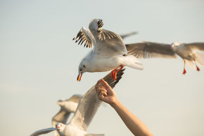 Low angle view of seagull flying against sky