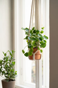 Close-up of potted plant on window sill