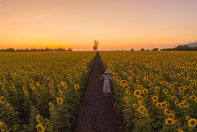 High angle view of woman standing in sunflower field against sky