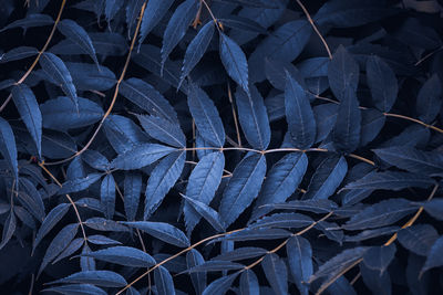 blue
