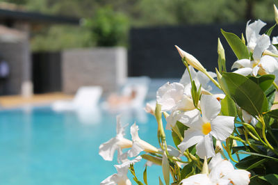 Close-up of white flowering plant in swimming pool
