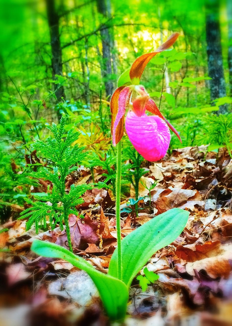 growth, flower, leaf, fragility, plant, freshness, petal, nature, beauty in nature, close-up, field, focus on foreground, selective focus, green color, flower head, stem, blooming, day, growing, outdoors