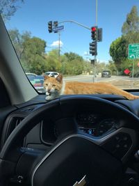 Cat seen through car windshield