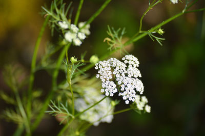 Close-up of white flowering plant
