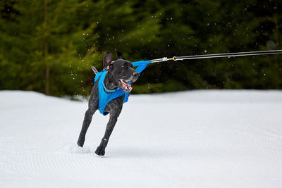 Running pointer dog on sled dog racing. winter dog sport sled team competition. english pointer dog