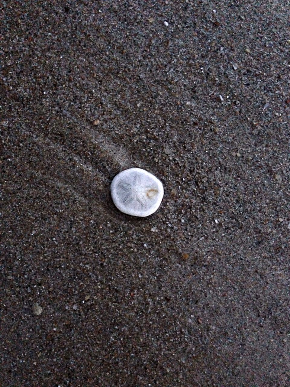 beach, sand, high angle view, asphalt, seashell, textured, street, shore, close-up, single object, pebble, nature, ground, day, outdoors, no people, animal shell, shell, stone - object, road