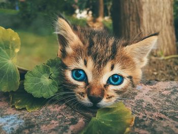 Close-up portrait of cat