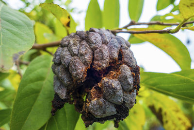 Close-up of fresh fruit on plant