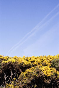 Yellow flowering plants against clear blue sky