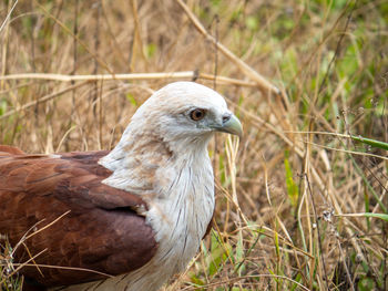 Close-up of a bird on grass