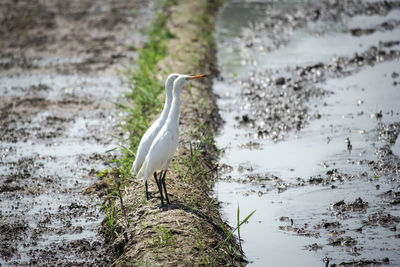 Bird walking on a lake