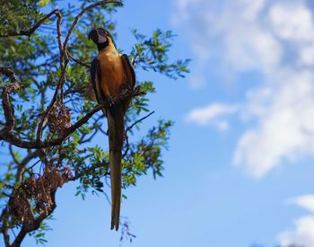 Low angle view of bird perching on tree against sky