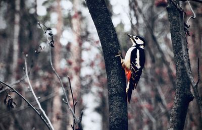 Birds perching on a tree
