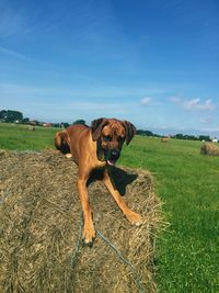 View of a dog on field