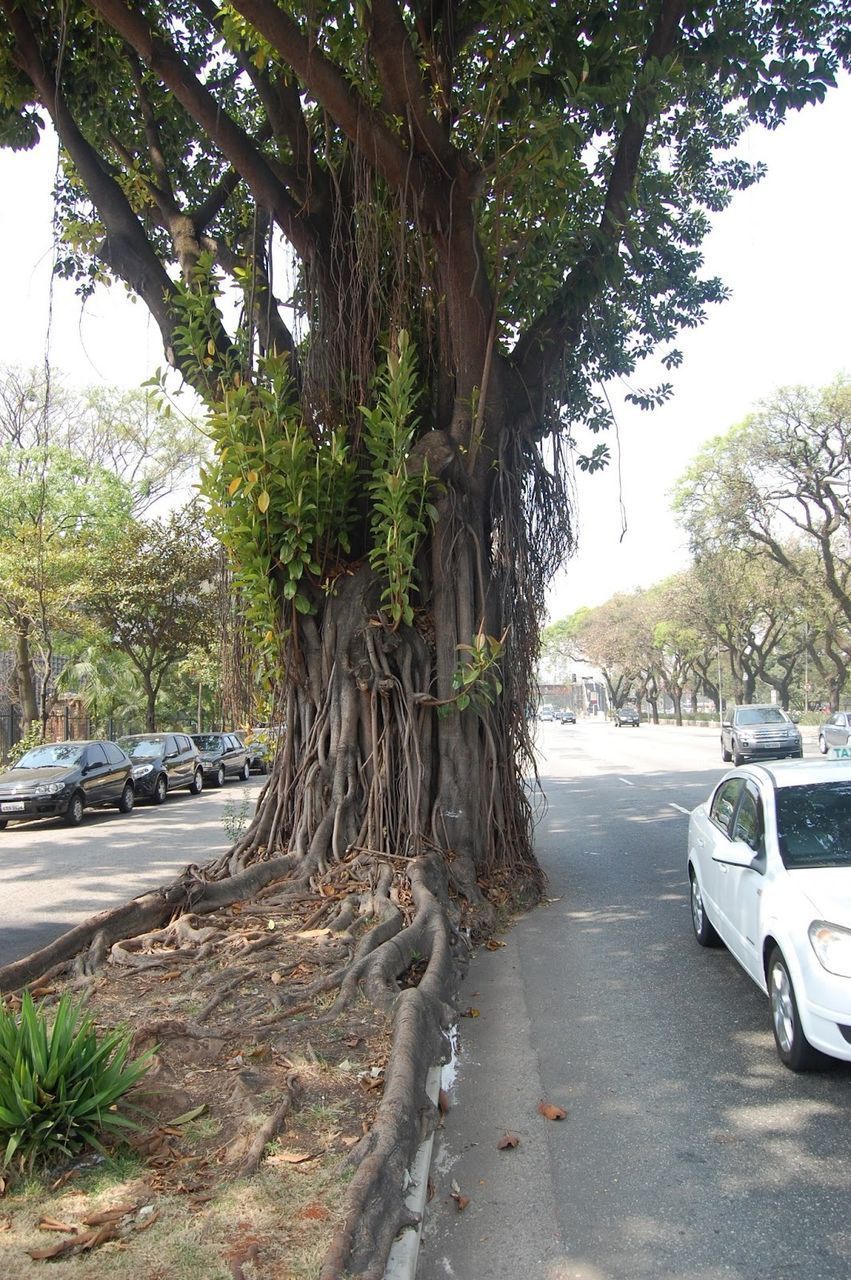 TREES ON SIDEWALK BY CITY STREET