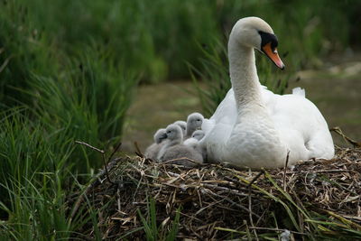 White swan in nest