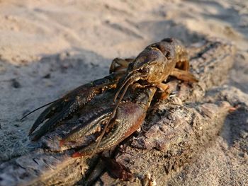 Close-up of crab on beach