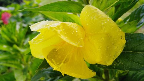 Close-up of wet yellow flower blooming outdoors