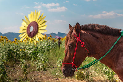 Panoramic view of a horse cart on field