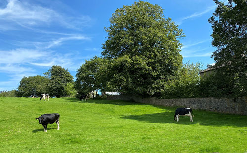 Cows, grazing in the corner of a pasture, with trees, and a stone wall in, gisburn, clitheroe, uk