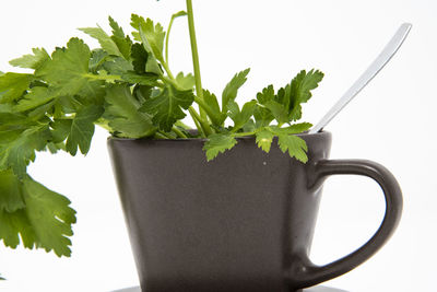Close-up of potted plant against white background