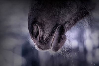 Close-up of a horse