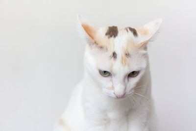 Close-up of a cat looking away
