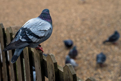 Close-up of pigeon perching on wood