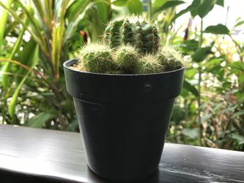 Close-up of succulent plant in pot