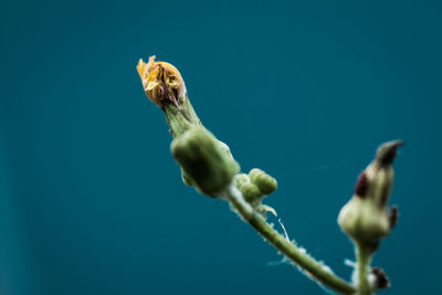 Close-up low angle view of plant against clear blue sky