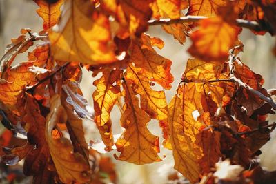 Close-up of autumn leaves