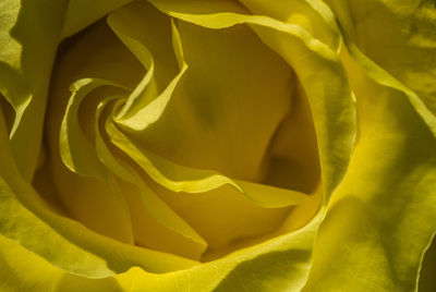 Full frame shot of yellow flower