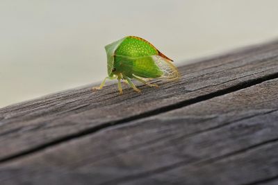 Close-up of grasshopper on wood