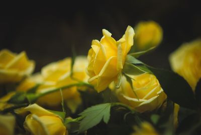 Close-up of yellow flower blooming outdoors